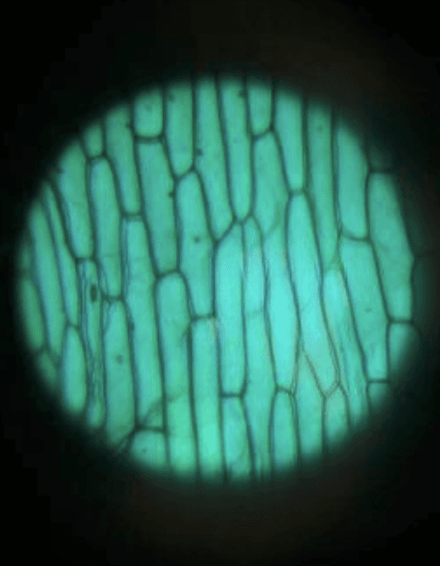 Picture taken from Autoscope