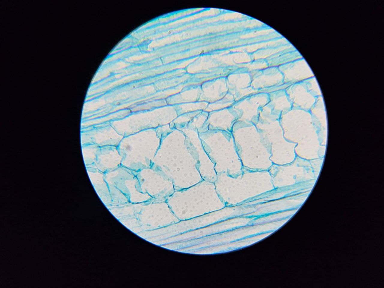 Cell image taken by Autoscope
